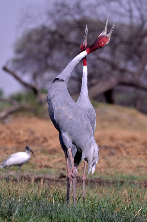 Hotel Bharatpur Ashok Eksteriør billede