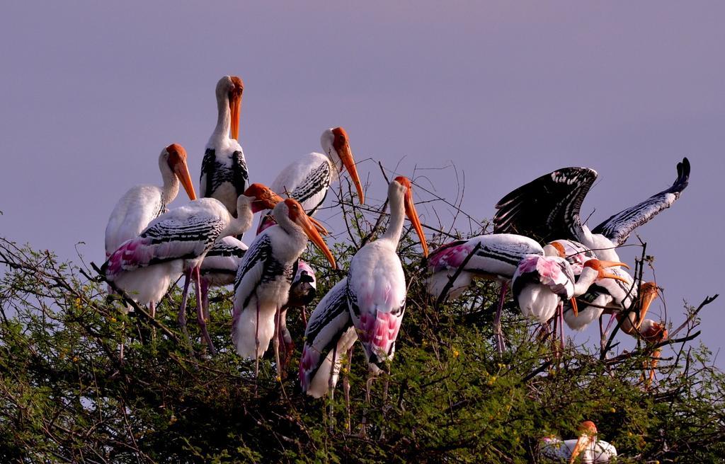Hotel Bharatpur Ashok Eksteriør billede