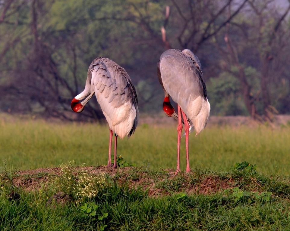 Hotel Bharatpur Ashok Eksteriør billede